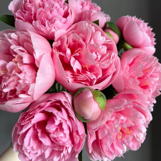 芍药丨鲑鱼粉 三文鱼【超超超稀有】 商品图0