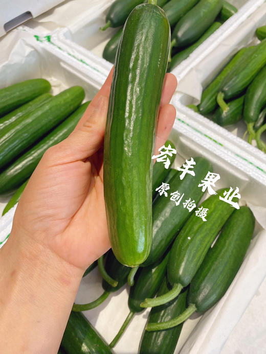 【宏丰精选】水果小黄瓜 清爽可口 可直接生吃  活动价8.8一斤 商品图5