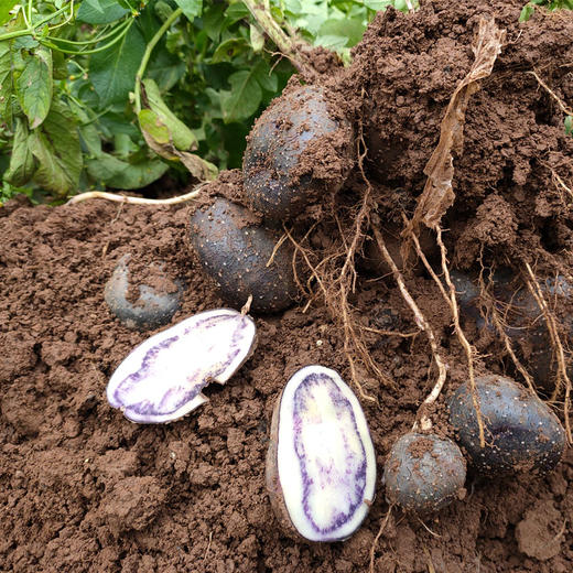 七彩乌洋芋四川凉山特产新鲜现挖现发9斤包邮农家自种马铃薯迷你高山小土豆 商品图5