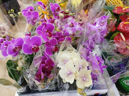 蝴蝶兰一盆 商品图2