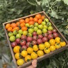 多彩樱桃自然熟小番茄  3斤装 商品缩略图0