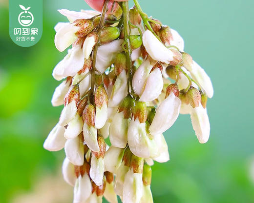 春菜-云南昆明新鲜槐花（150g±10g/份） 商品图3