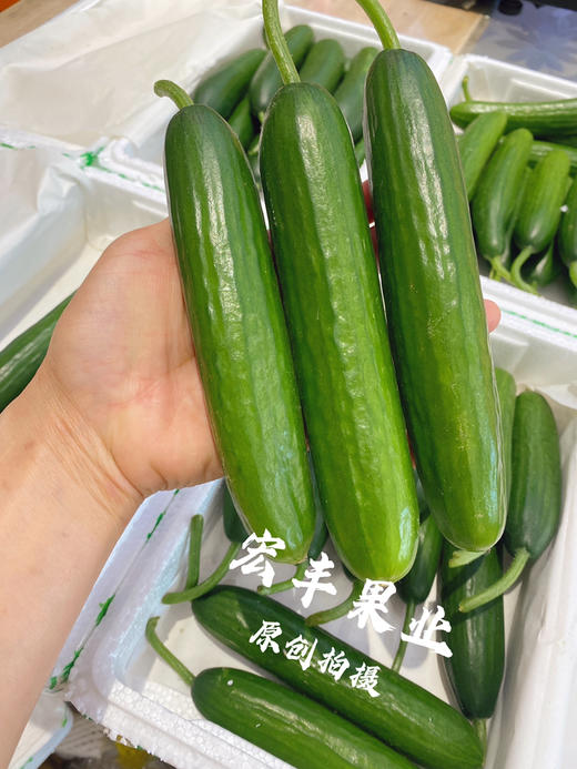 【宏丰精选】水果小黄瓜 清爽可口 可直接生吃  活动价8.8一斤 商品图6