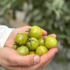 多彩樱桃自然熟小番茄  3斤装 商品缩略图3