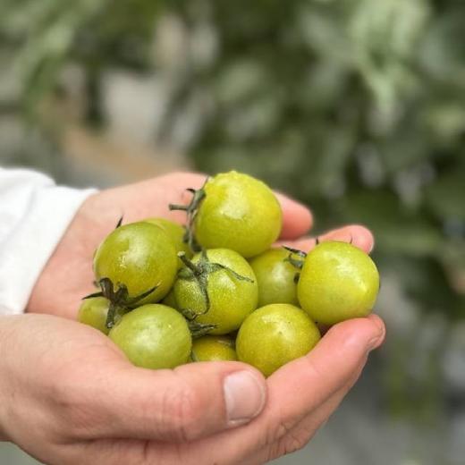 多彩樱桃自然熟小番茄  3斤装 商品图3