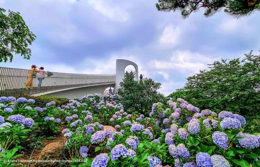 6月21日韩国【济州岛免签】韩风来袭、浪漫绣球花海岸线5天摄影（广州直飞） 商品图4