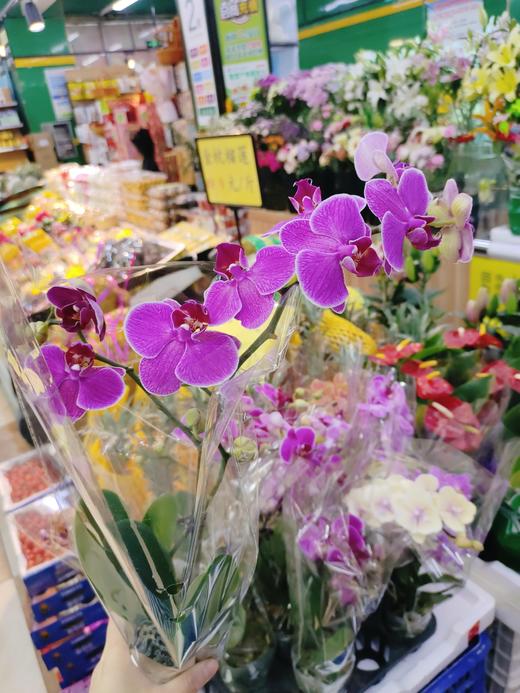 蝴蝶兰一盆 商品图0