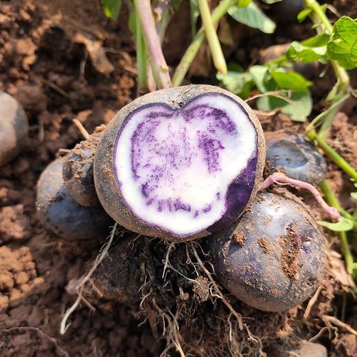 七彩乌洋芋四川凉山特产新鲜现挖现发9斤包邮农家自种马铃薯迷你高山小土豆 商品图1