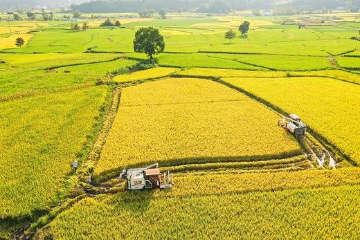 虾稻香米69.8元1袋20斤，次日到 商品图5