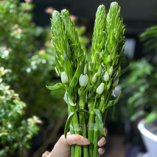 圣心百合 商品图3