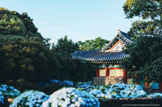 6月21日韩国【济州岛免签】韩风来袭、浪漫绣球花海岸线5天摄影（广州直飞） 商品图2