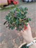 含羞草一盆 商品缩略图1