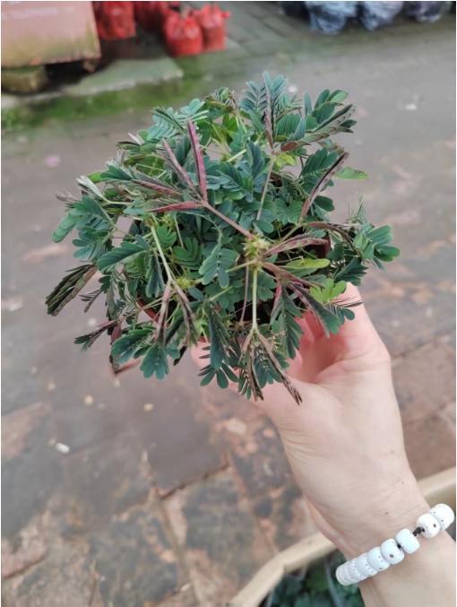含羞草一盆 商品图1