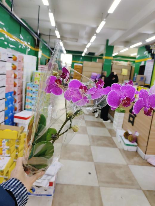 蝴蝶兰一盆 商品图1