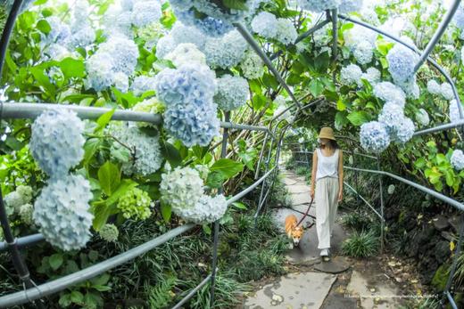 6月21日韩国【济州岛免签】韩风来袭、浪漫绣球花海岸线5天摄影（广州直飞） 商品图6