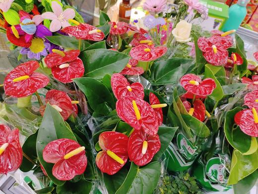 红掌皇冠一盆 商品图0