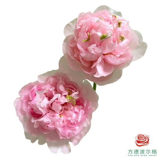 牡丹 贵妃插翠 5枝1扎 商品图0