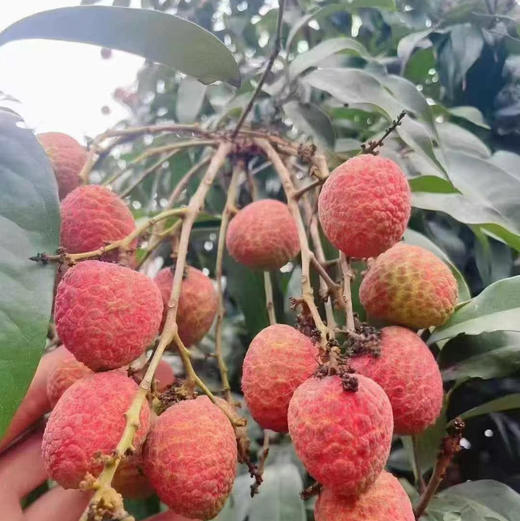 【先人一步桂花香味荔枝】淡淡的桂花香味，清甜皮薄脆，一口下去[色]爆浆而出，下喉还留桂花幽香 商品图6