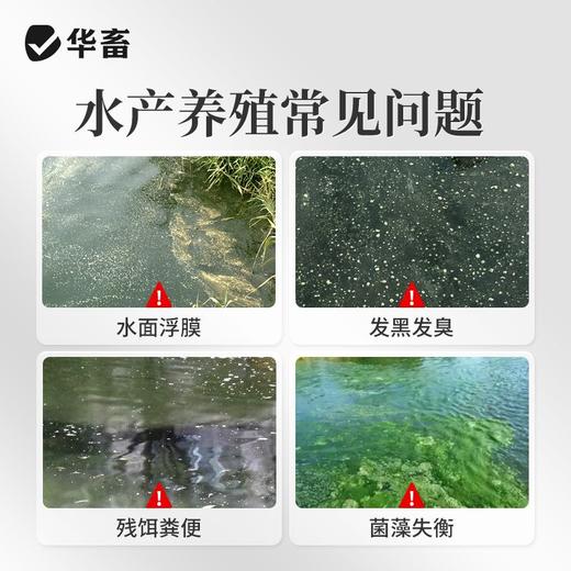 华畜枯草芽孢杆菌1000亿活菌水产养殖鱼虾蟹改底调水肥水净水调藻 商品图1