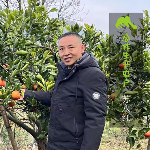 生态四川沃柑 | 合作生产* Ecological Citrus  | Coproduction 商品图1
