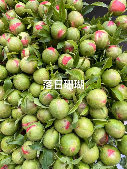 芍药丨A落日珊瑚 ｜特殊养护不用醒花 商品图2