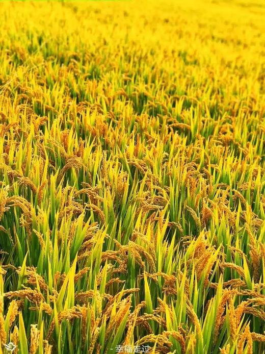 虾稻香米69.8元1袋20斤，次日到 商品图4