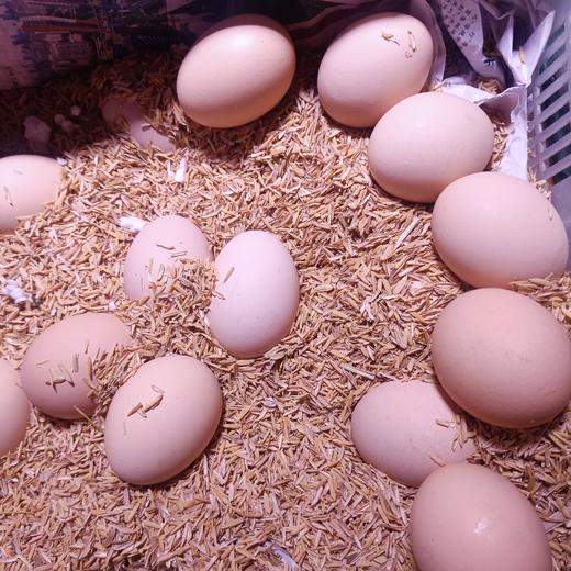 农家鸡蛋（散养鸡） 商品图0