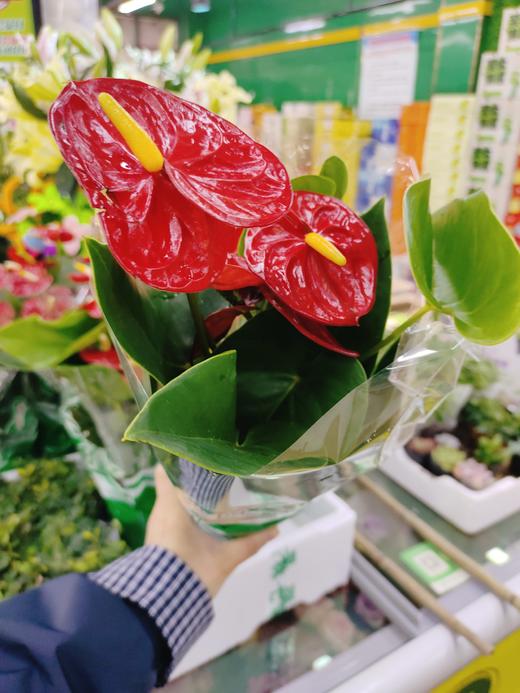 红掌皇冠一盆 商品图2