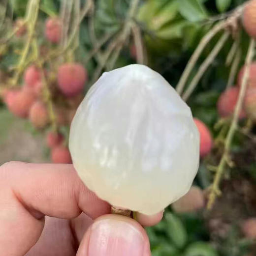 【先人一步桂花香味荔枝】淡淡的桂花香味，清甜皮薄脆，一口下去[色]爆浆而出，下喉还留桂花幽香 商品图7