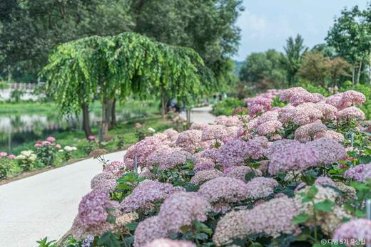 6月21日韩国【济州岛免签】韩风来袭、浪漫绣球花海岸线5天摄影（广州直飞） 商品图7