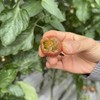 多彩樱桃自然熟小番茄  3斤装 商品缩略图5