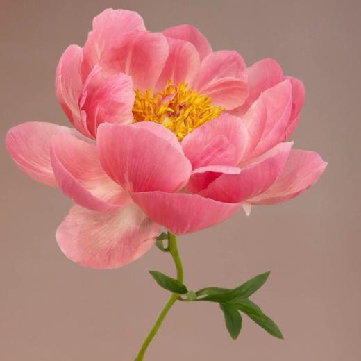 芍药丨A落日珊瑚 ｜特殊养护不用醒花 商品图1