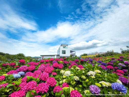 6月21日韩国【济州岛免签】韩风来袭、浪漫绣球花海岸线5天摄影（广州直飞） 商品图1