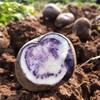 七彩乌洋芋四川凉山特产新鲜现挖现发9斤包邮农家自种马铃薯迷你高山小土豆 商品缩略图4