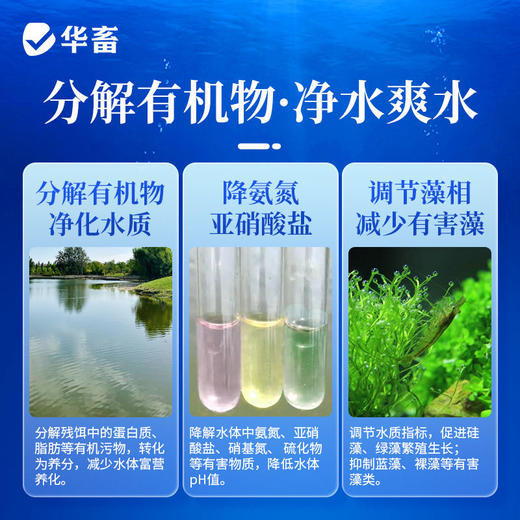 华畜枯草芽孢杆菌1000亿活菌水产养殖鱼虾蟹改底调水肥水净水调藻 商品图3