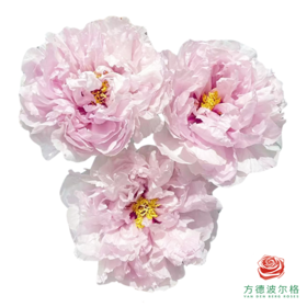 牡丹 蓝月亮 5枝1扎