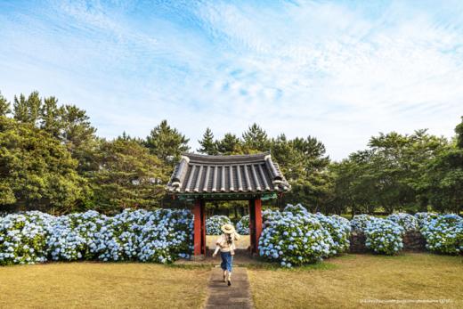 6月21日韩国【济州岛免签】韩风来袭、浪漫绣球花海岸线5天摄影（广州直飞） 商品图3
