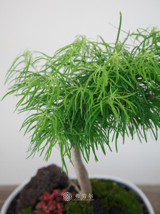 金钱松 商品图1