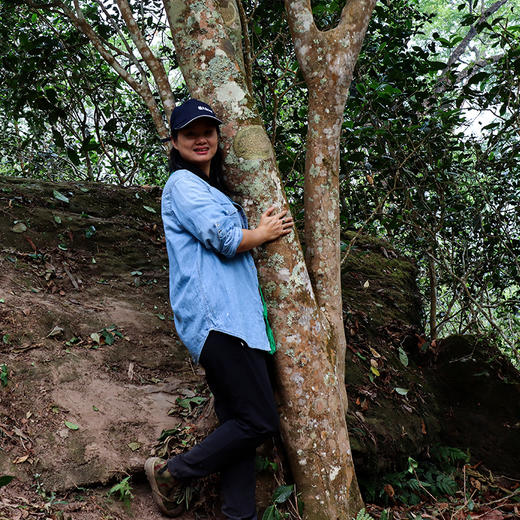 【茶王树系列】元昌号2025年薄荷塘一类茶王树100克生饼 商品图1