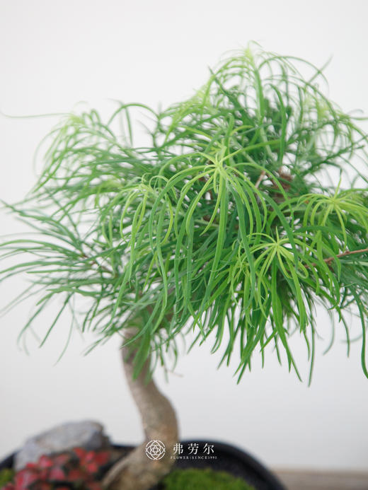 金钱松 商品图1