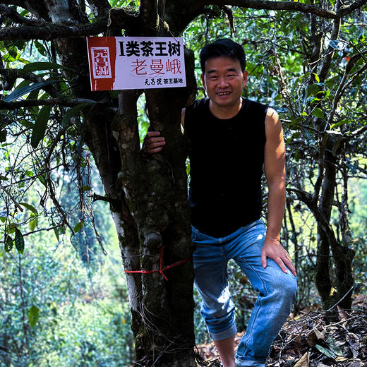 【茶王树系列】元昌号2025年老曼峨一类茶王树100克生饼 商品图1