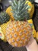 芒果凤梨（单果2.2斤左右） 商品缩略图0