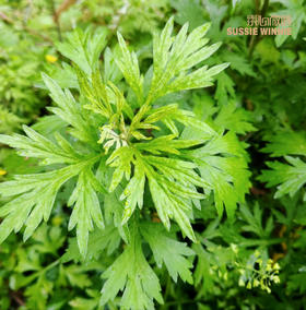 2025年铁杆二季度福利发放链接