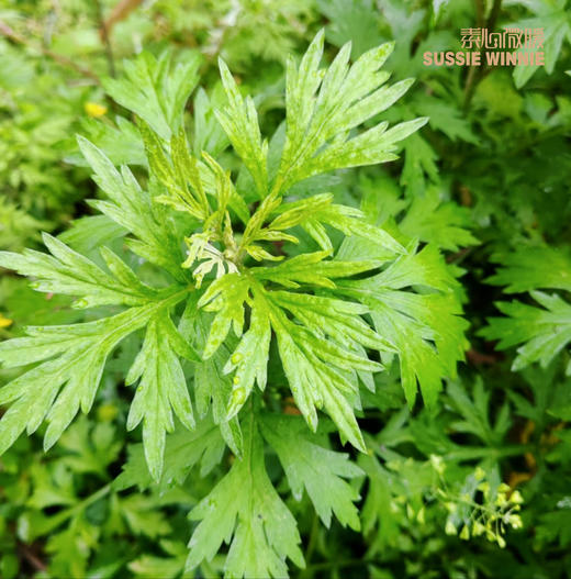 2025年铁杆二季度福利发放链接 商品图0