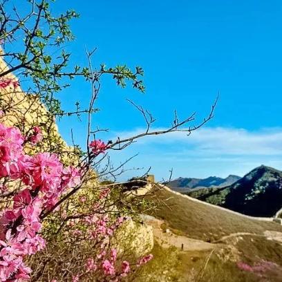 周末1天【样边长城】边关春色の榆叶梅花海绕边墙-粉红花海季 商品图0