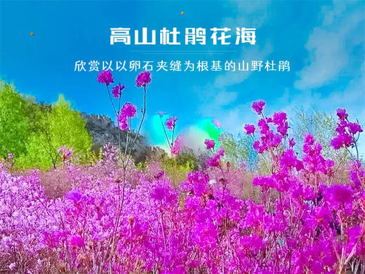 【黄梁根1日】北京最壮观最集中的杜鹃花-黄梁根11公里环穿<初级强度> 商品图2