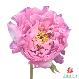 重瓣牡丹-肉芙蓉 5枝1扎