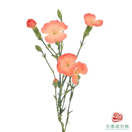 多头康乃馨-三文鱼 10枝/扎 商品图2