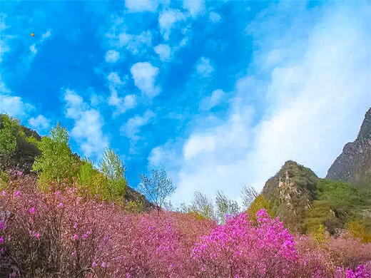 【黄梁根1日】北京最壮观最集中的杜鹃花-黄梁根11公里环穿<初级强度> 商品图9