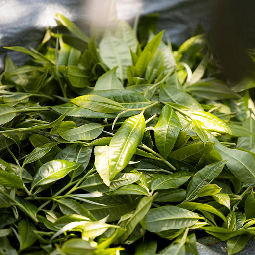 【茶王树系列】元昌号2025年老曼峨一类茶王树100克生饼 商品图2